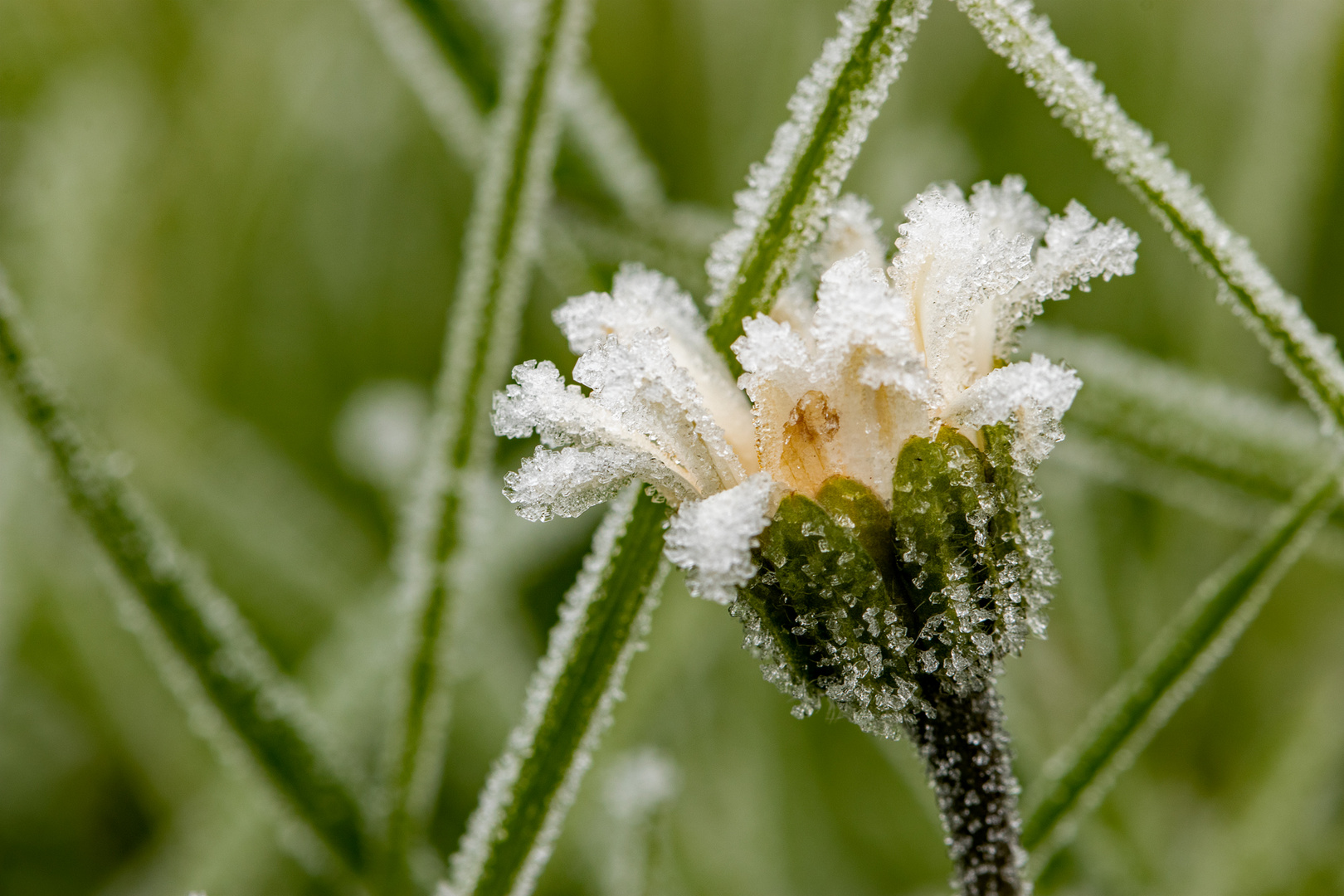 Von Väterchen Frost überrascht worden