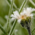 Von Väterchen Frost überrascht worden