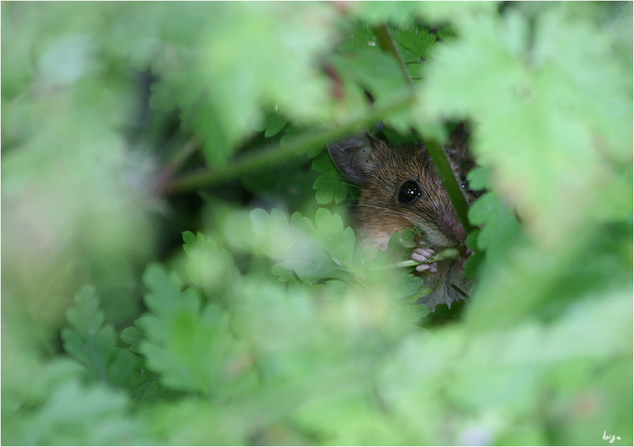 von Versteck zu Versteck