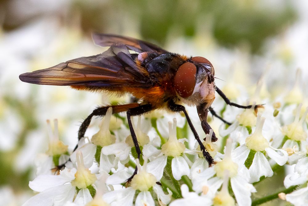 von vorn Foto Bild tiere wildlife insekten Bilder von vorn Foto Bild tiere wildlife insekten Bilder