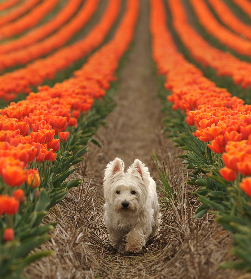 Von vorne Foto Bild hunde natur tiere Bilder Von vorne Foto Bild hunde natur tiere Bilder