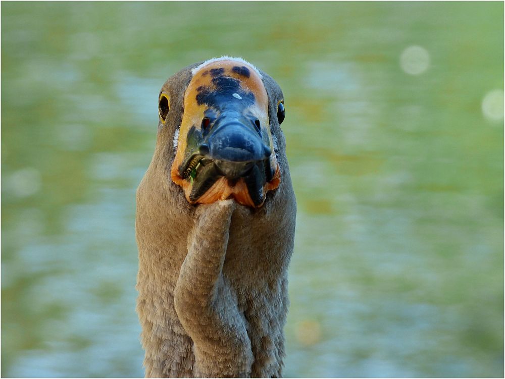 Von vorne ... Foto & Bild | natur Bilder auf fotocommunity