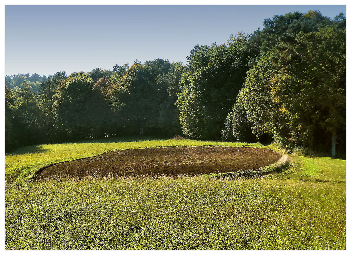 Von Wald umgeben