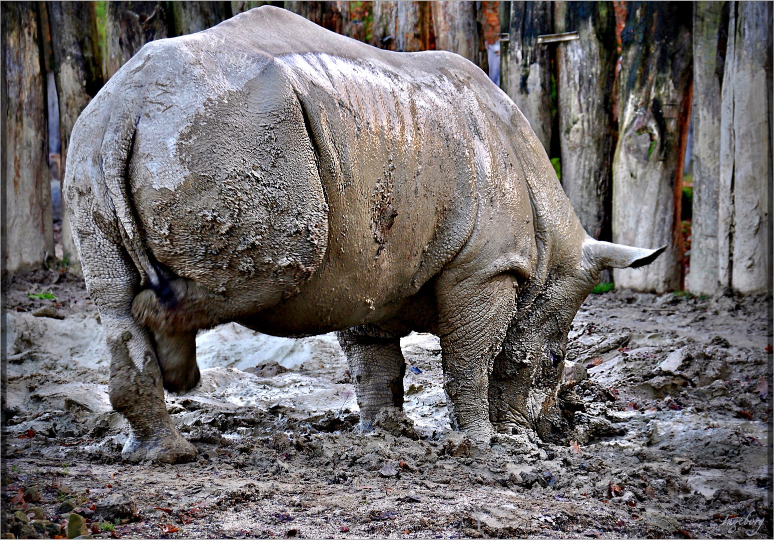 von wegen „blödes Rhinozeros"!