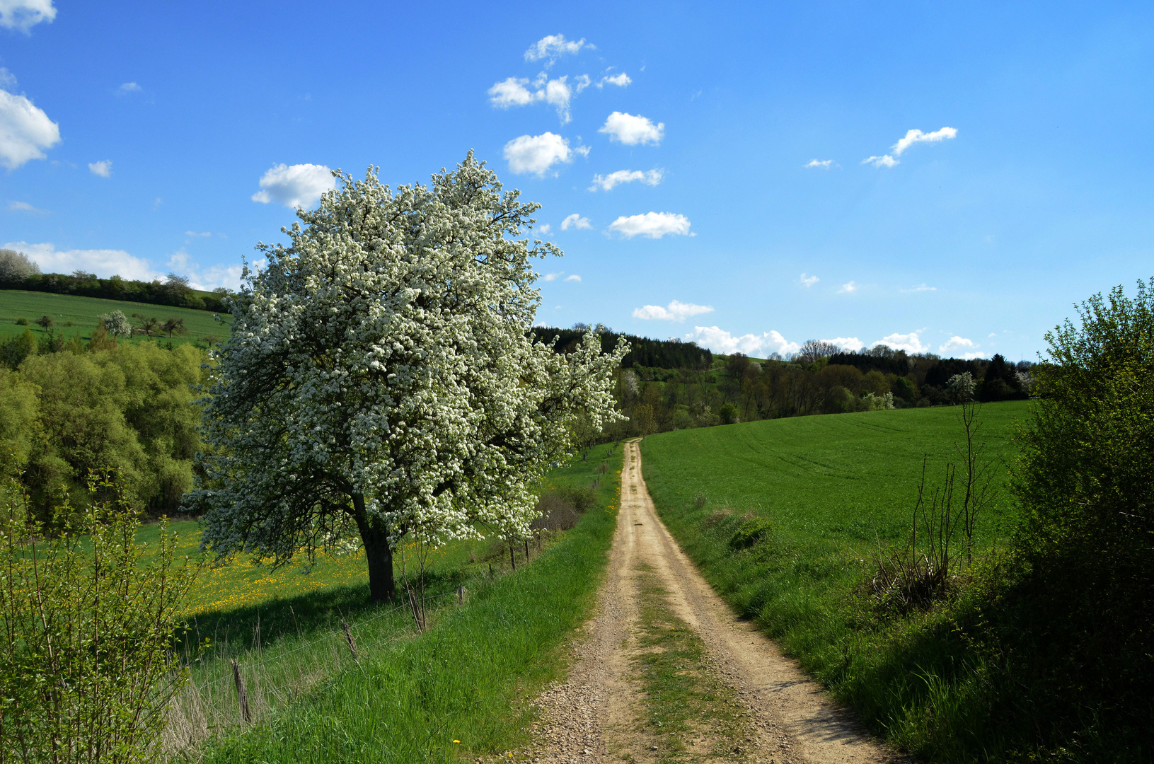 Von Wegen & Blüten