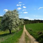 Von Wegen & Blüten