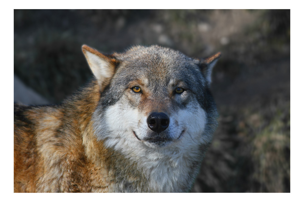 Von Wegen Böser Wolf