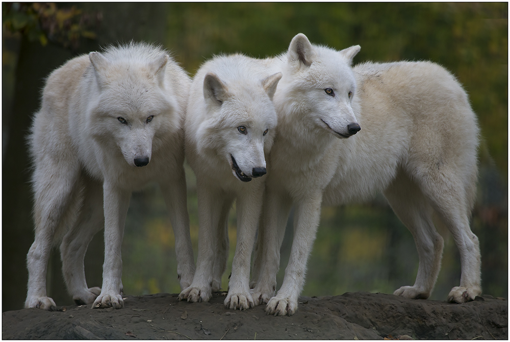 ..von wegen "böser Wolf".....