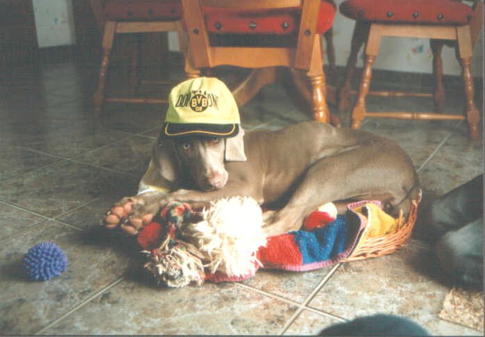 Von wegen BVB Fan