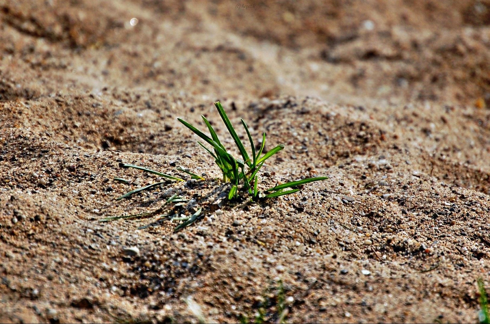 von wegen da wächst kein Gras mehr