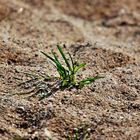 von wegen da wächst kein Gras mehr