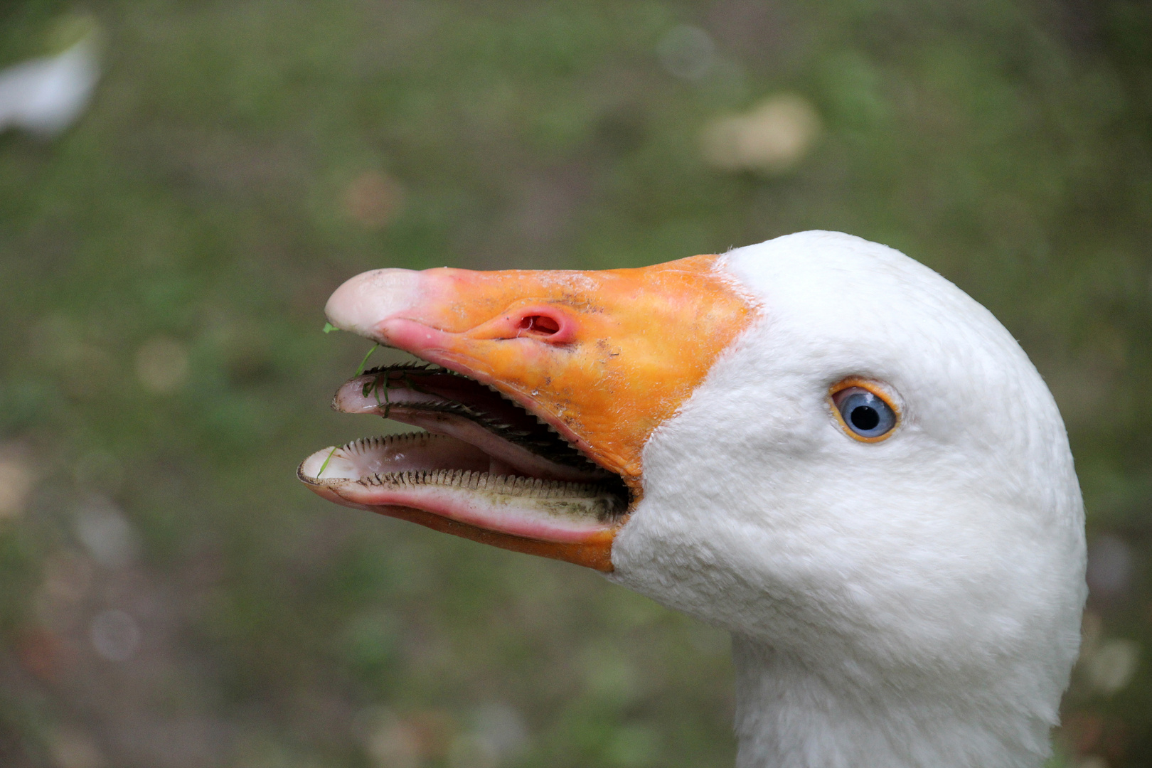 Von wegen die haben keine Zähne :) Foto & Bild | tiere, zoo, wildpark ...