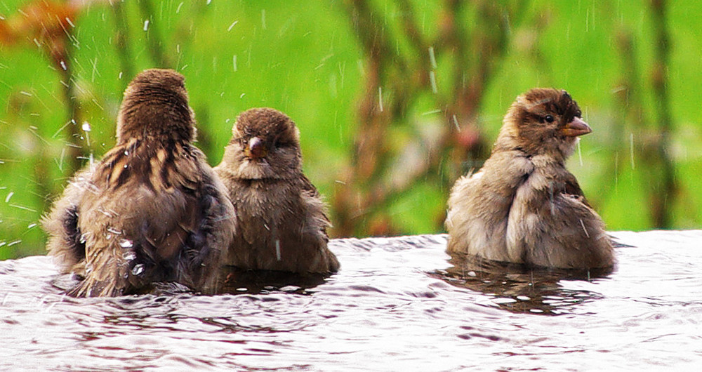 von wegen dreckiger Spatz