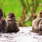 von wegen dreckiger Spatz