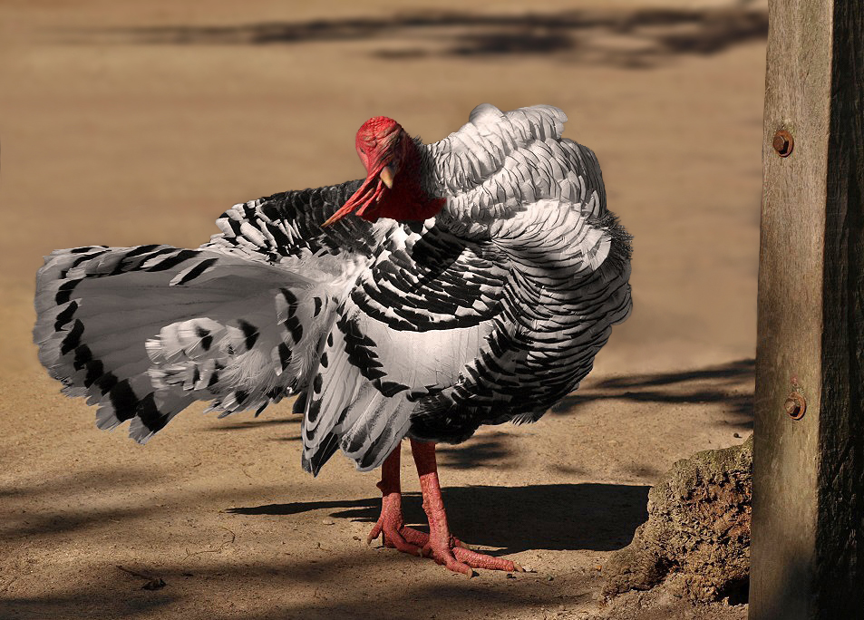 Von wegen Flamenco! Ist windig heute!