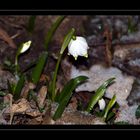 Von wegen Frühling...