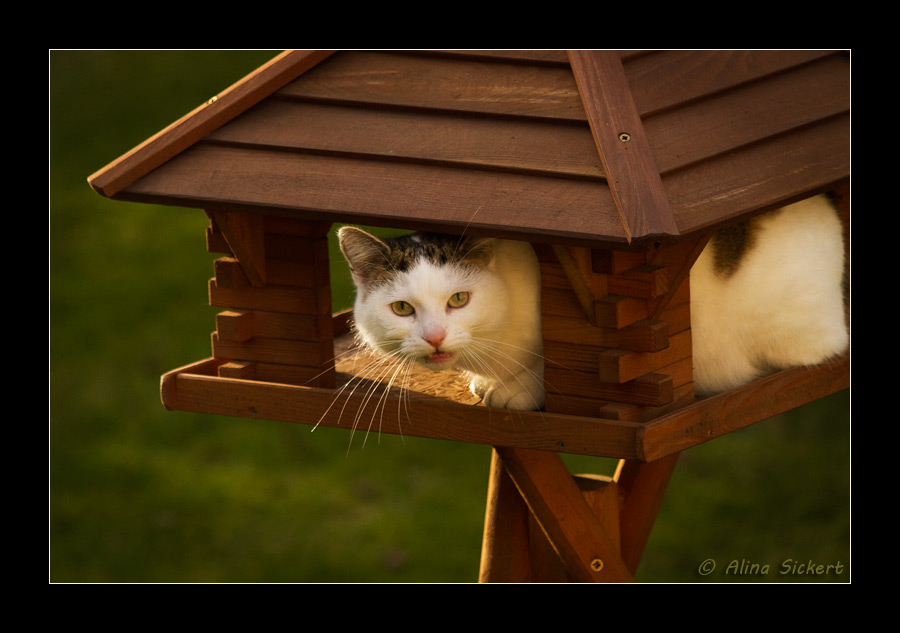 Von wegen Futterhaus, alles leer!