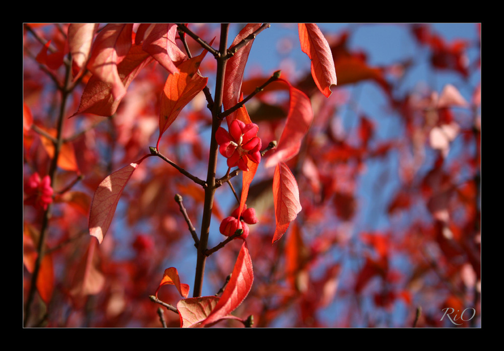 Von wegen »Goldener Oktober« …