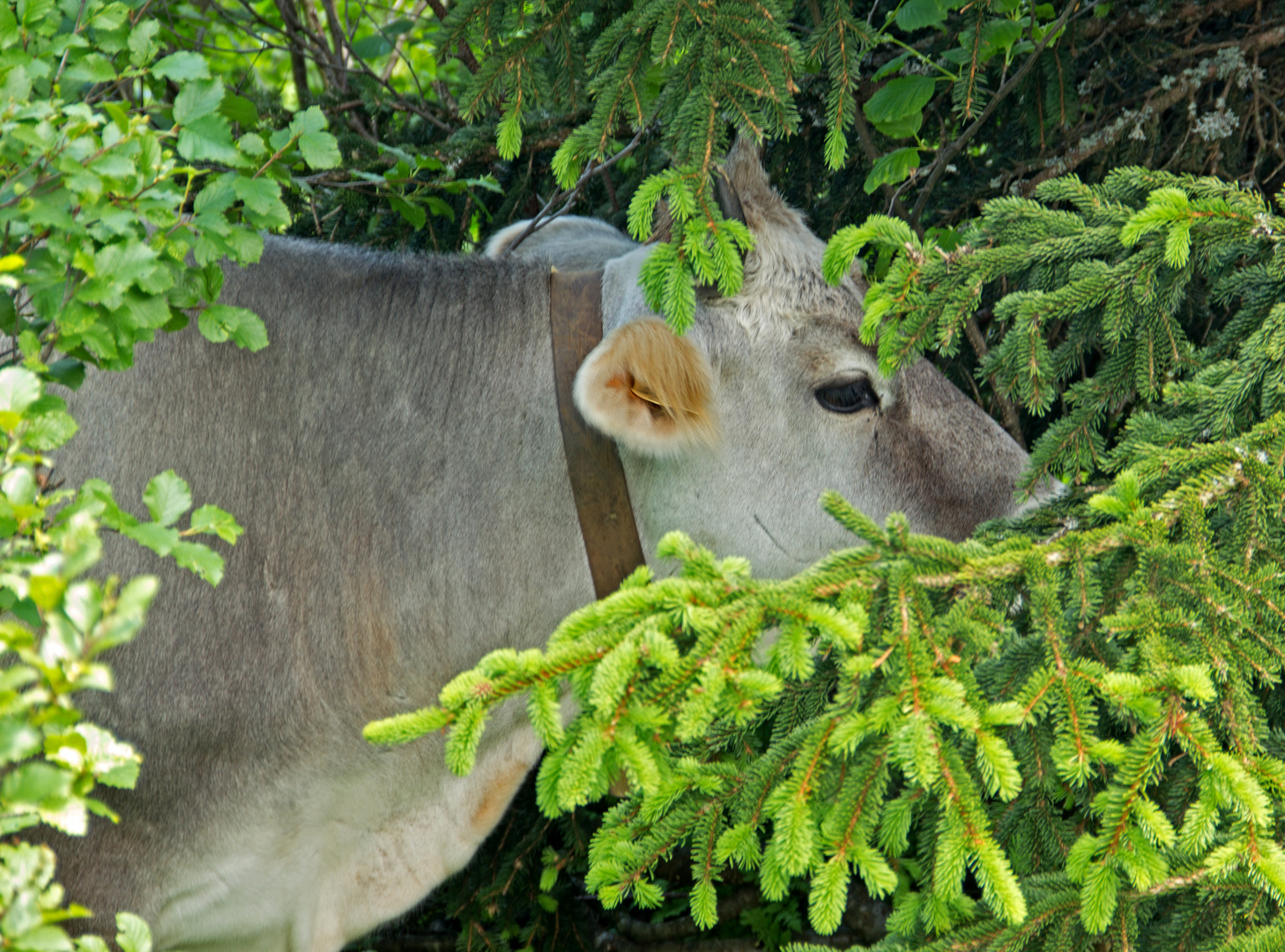 von wegen Gras und Heu