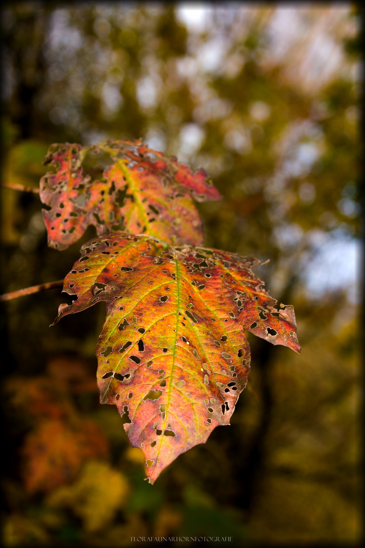 ...von wegen grauer Herbst...