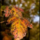 ...von wegen grauer Herbst...