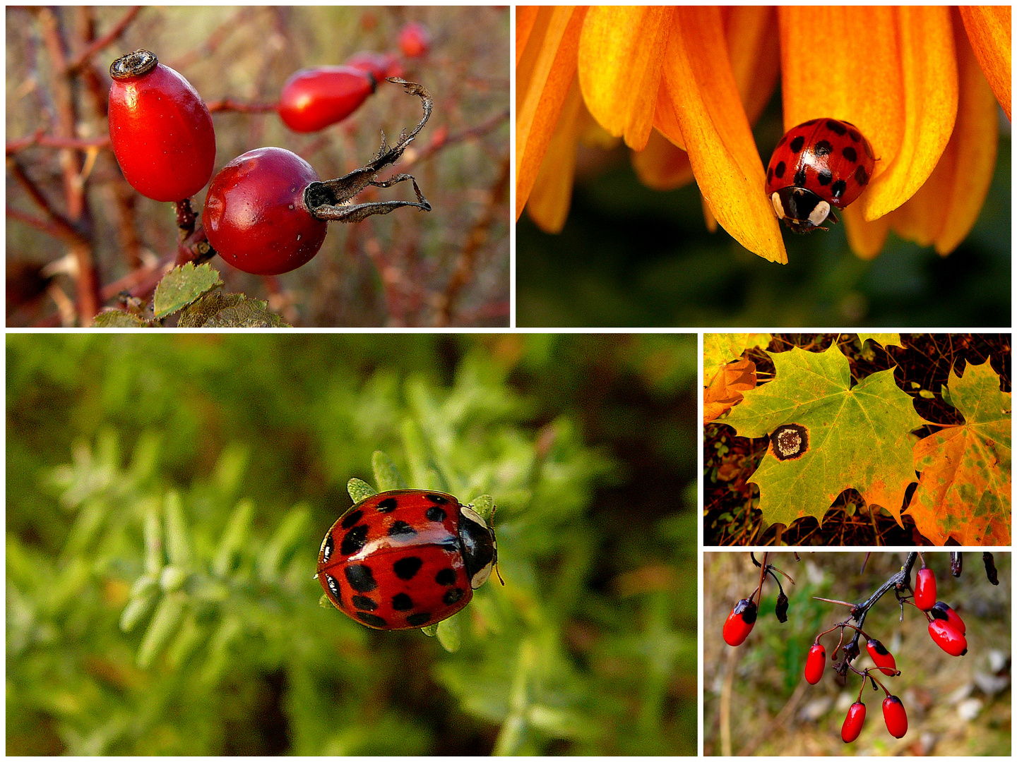 Von wegen grauer November (2)