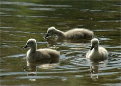 Von wegen hässlicher Schwan...