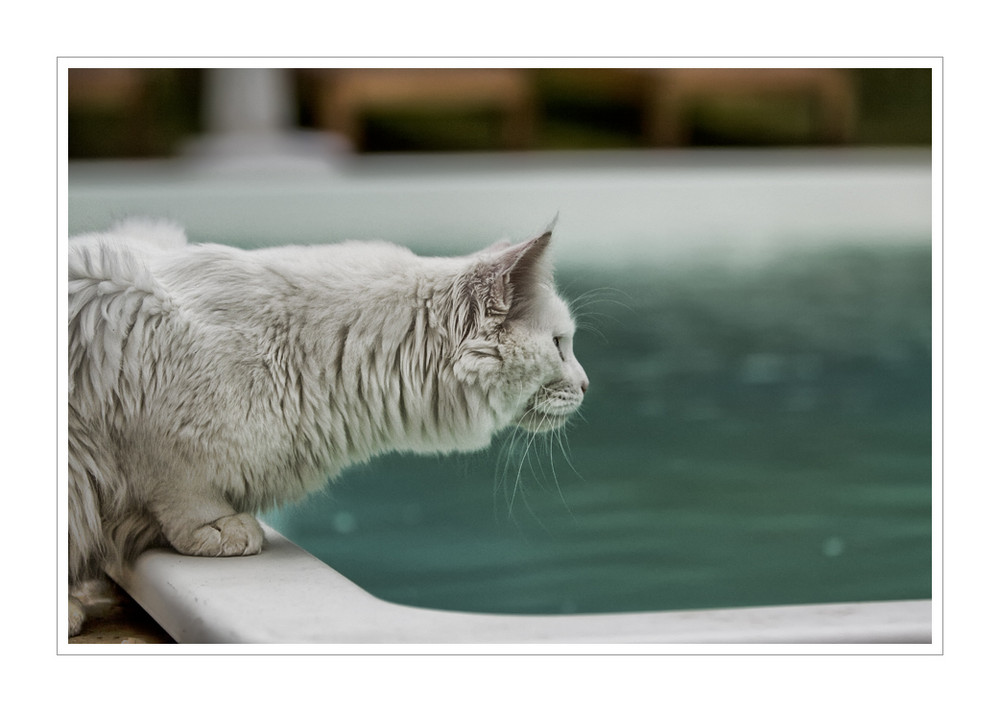 Von wegen Katzen sind wasserscheu