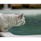 Von wegen Katzen sind wasserscheu