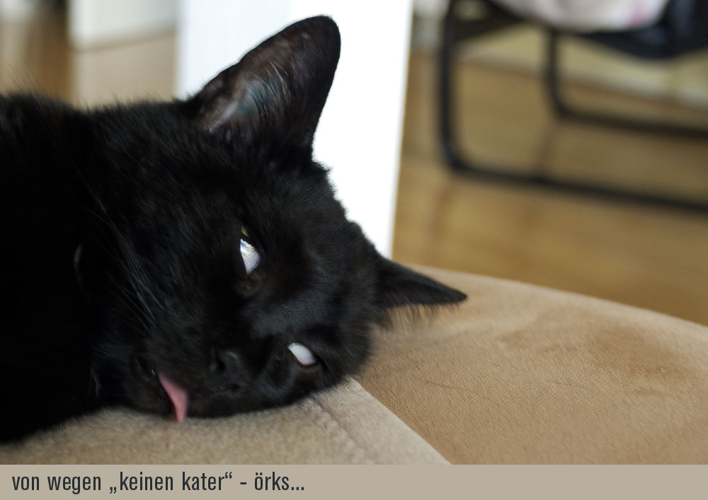 ...von wegen "keinen dicken Kater"...