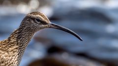 "von wegen, komischer Vogel"