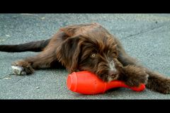 Von wegen Mischling - sie ist doch ein Jagdhund!