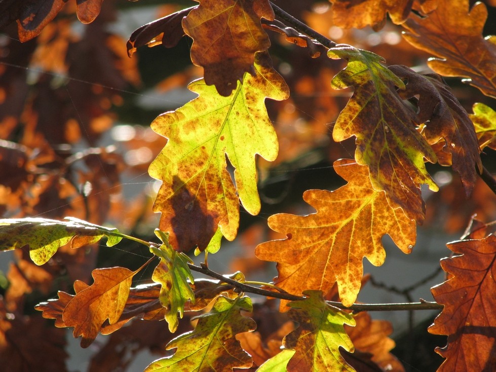 Von wegen Novembergrau