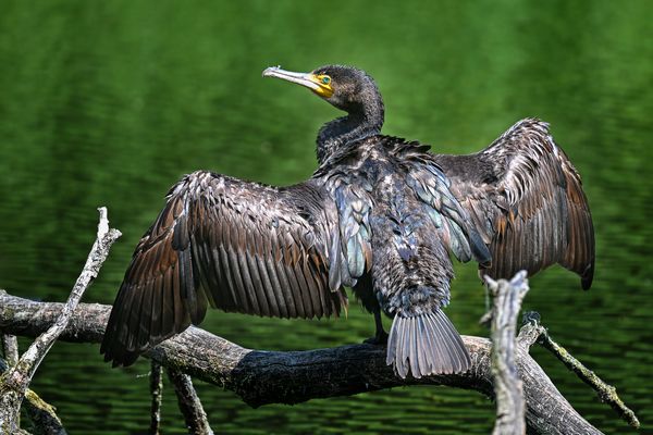 Von wegen schwarz...