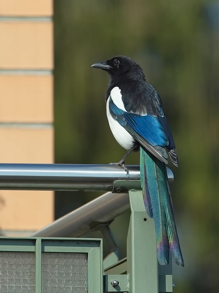 Von wegen schwarz-weisser Vogel!