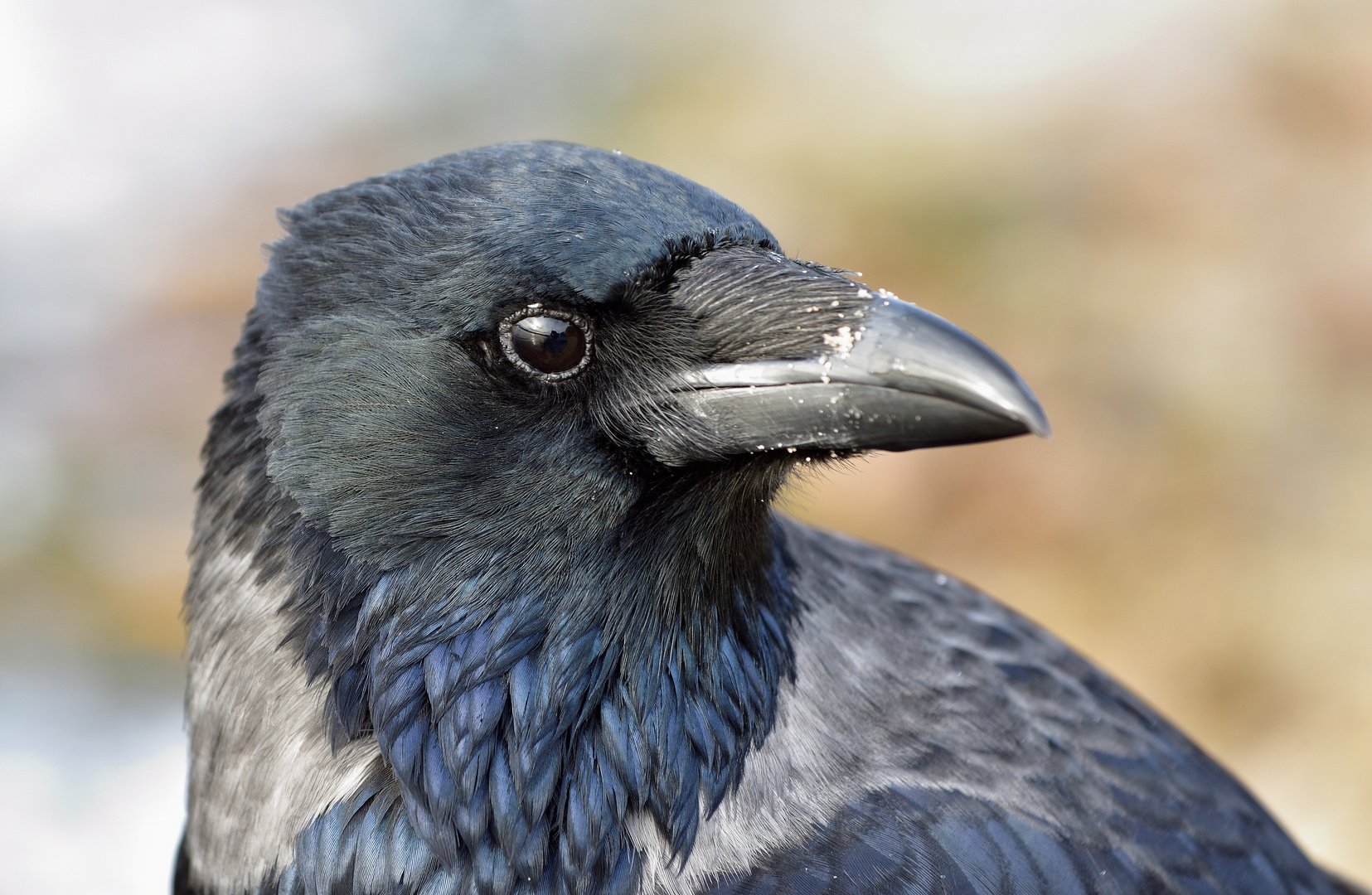 Von wegen schwarzer Vogel...