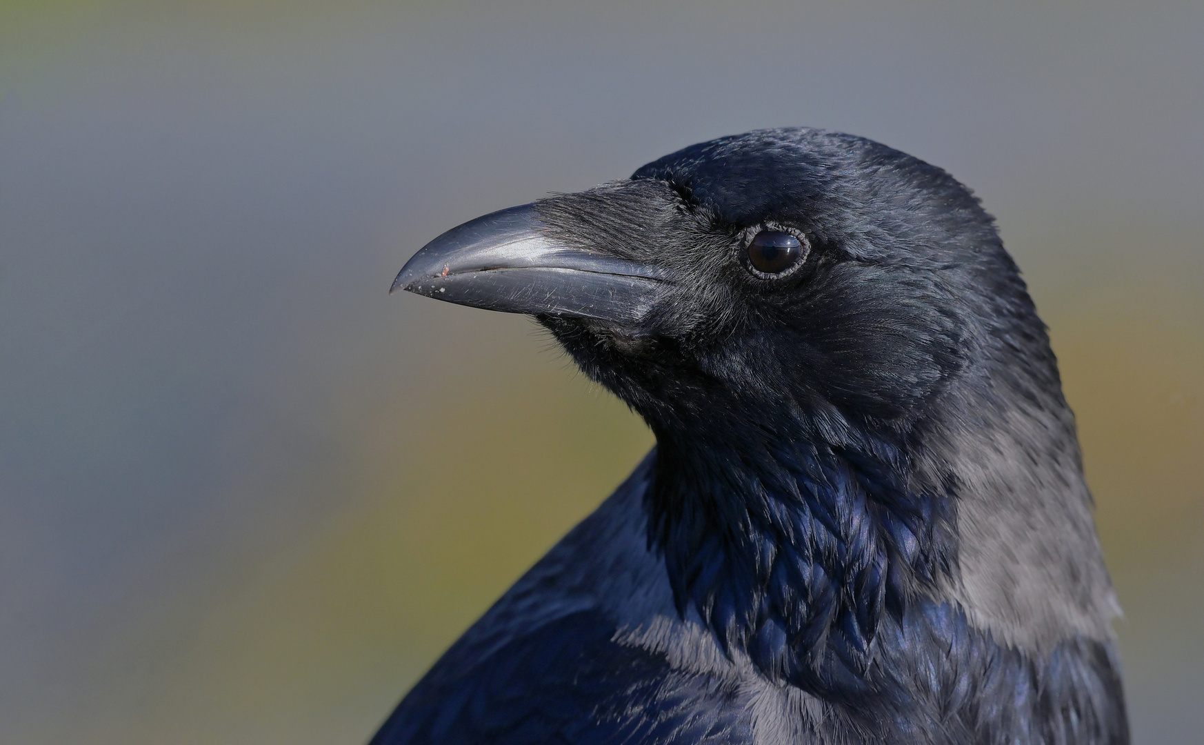 Von wegen schwarzer Vogel...