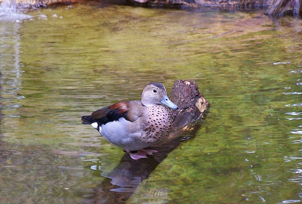 Von wegen "schwimmen auf dem See"