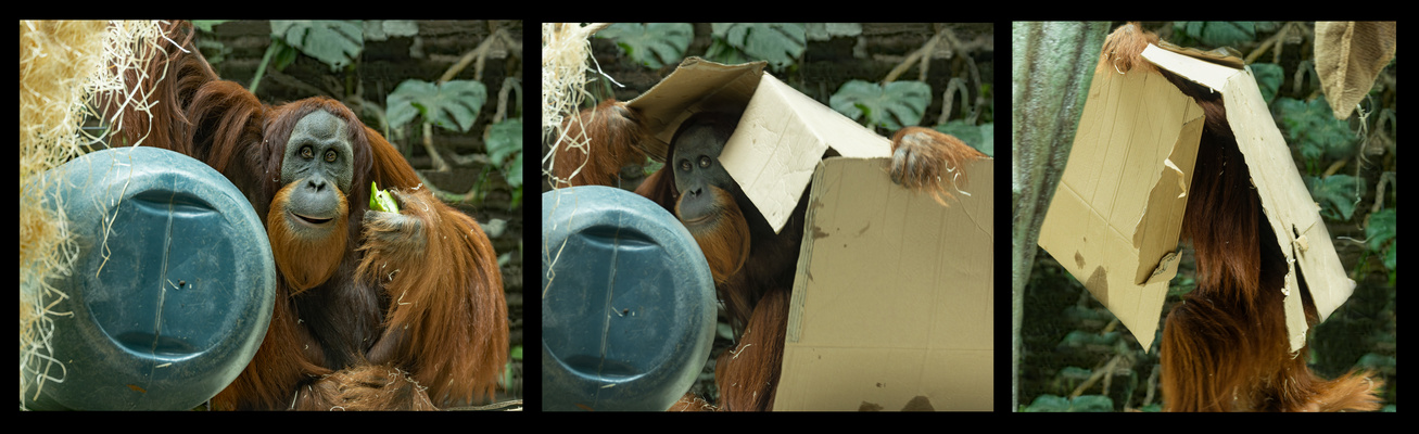 von wegen Tiere sind eine Sache...