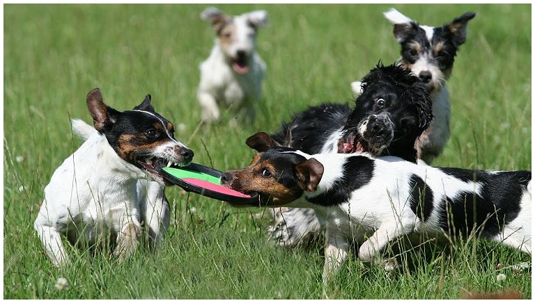 Von wegen wilde Terrier...