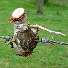 Von weitem dachte ich es hängt ein Vogel im Zaun...