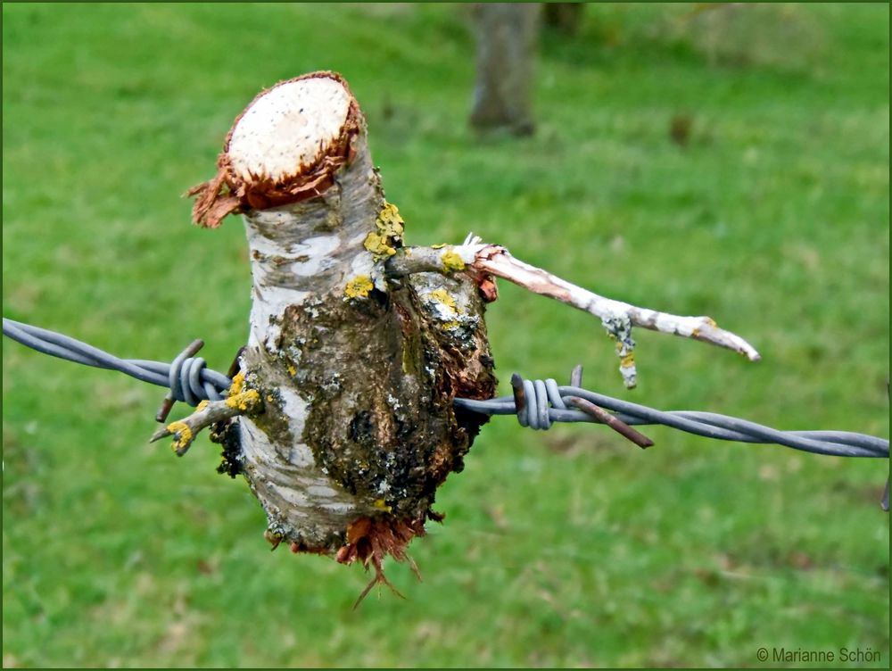 Von weitem dachte ich es hängt ein Vogel im Zaun...