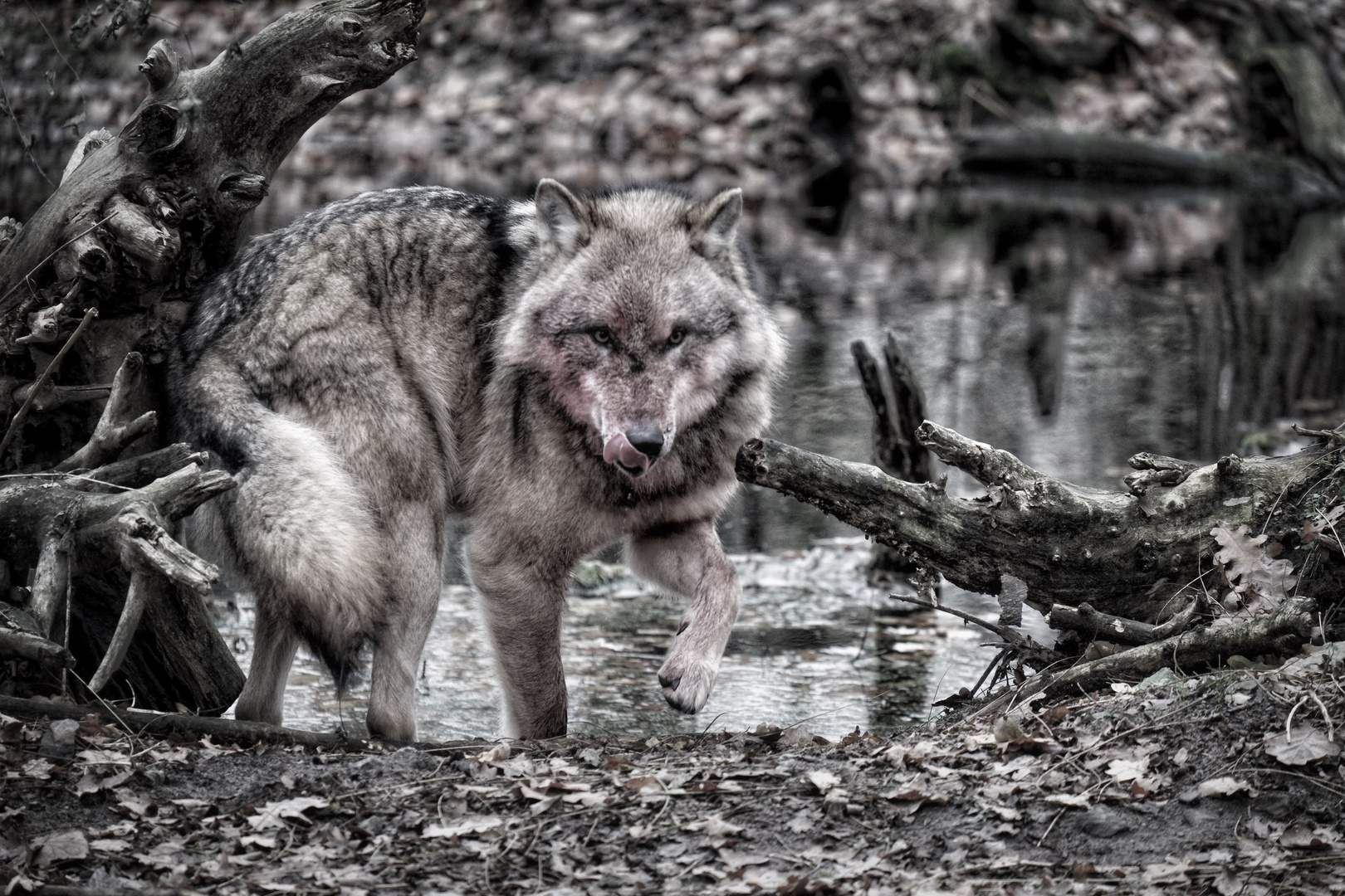 Von weitem ist (auch) der Wolf schön, aber aus der Nähe ein Raubtier