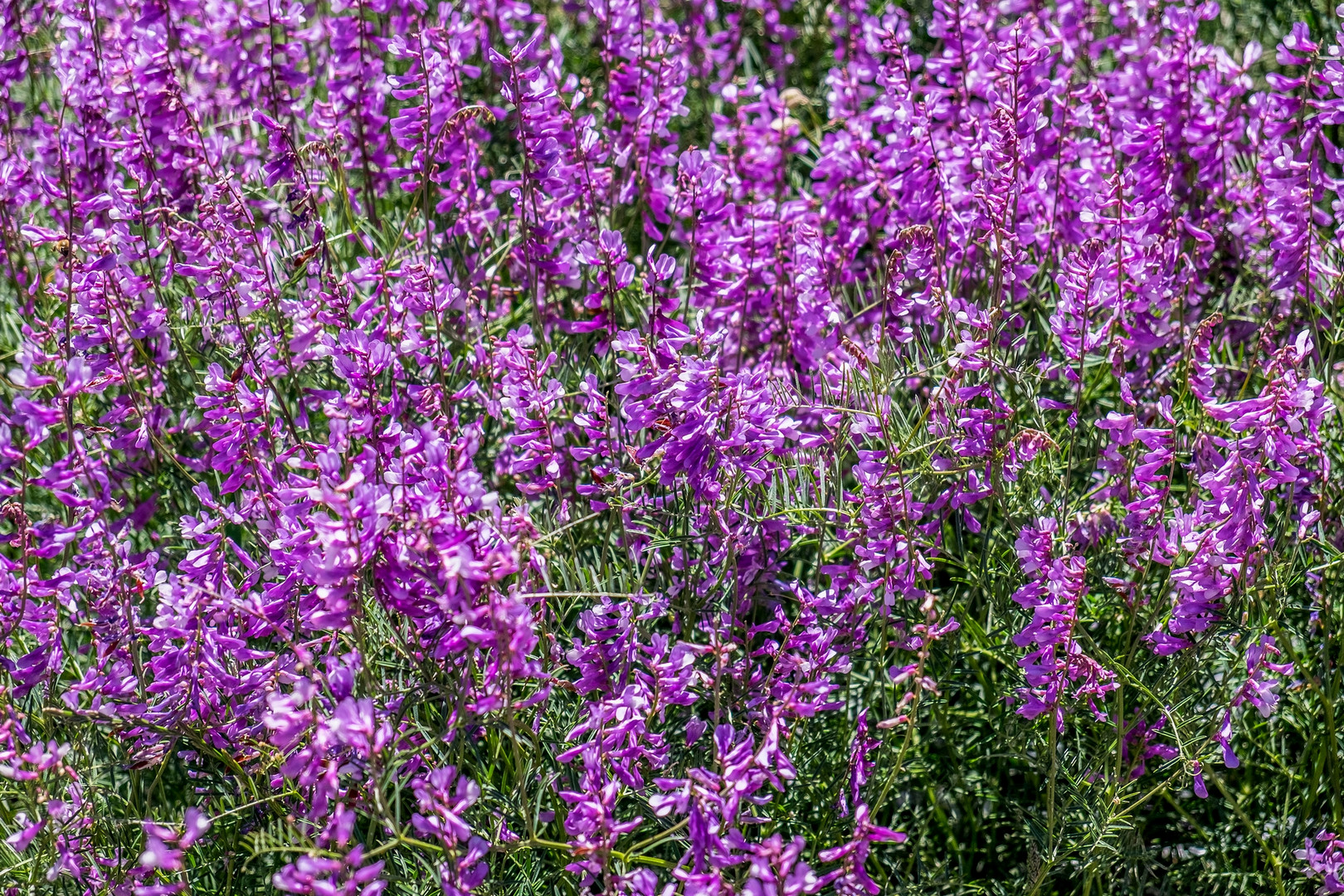 Von Weitem wie Lavendel