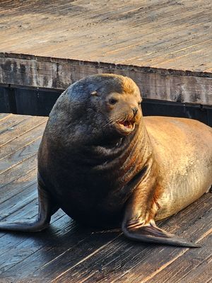 Von Weitem zu hören