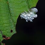 Von welchem Planeten kommt wohl dieses Lebewesen? Die Larve einer Erlen-Blattwespe! *