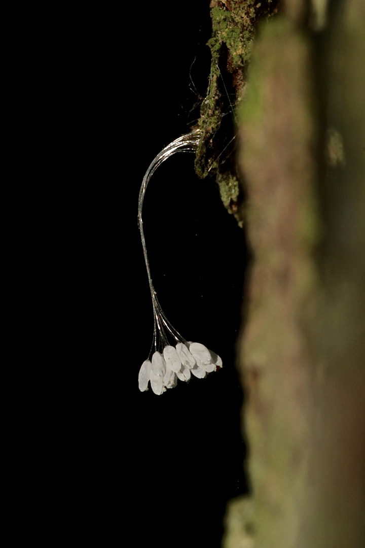 Von wem mögen diese bereits verlassenen Insekteneier stammen?