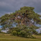 Von Wind und Wetter geprägt