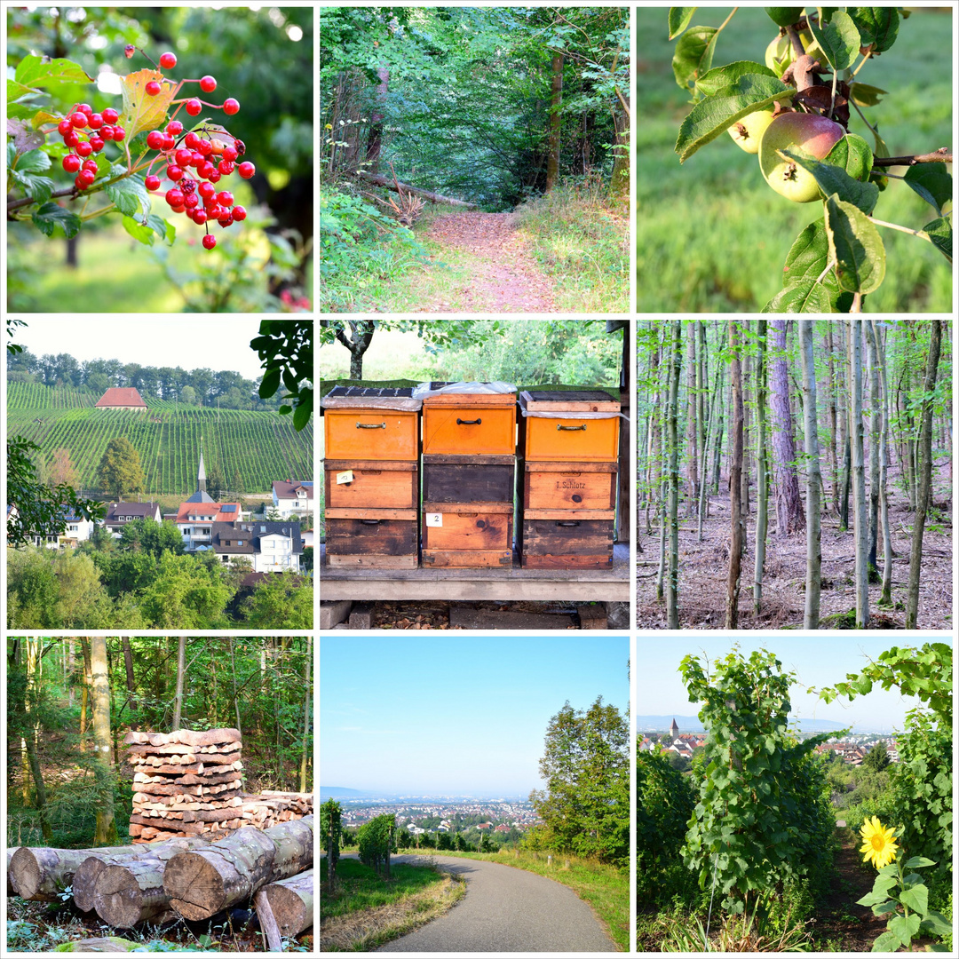 Von Winnenden nach Strümpfelbach 2