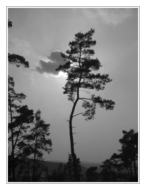 Von Wolken und Bäumen...